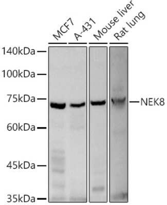 Western Blot: NEK8 AntibodyAzide and BSA Free [NBP2-93834]